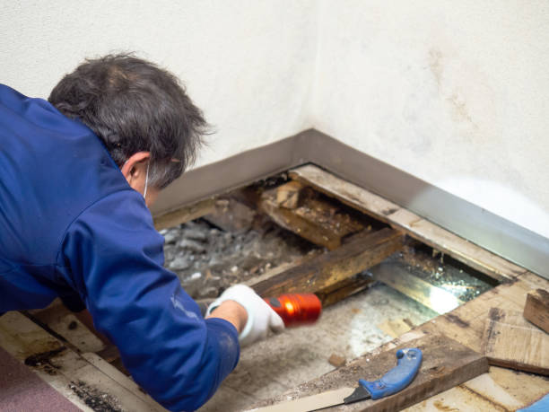 Professional Mold Removal in Waynesboro, VA