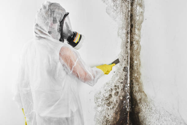 Best Emergency Mold Removal  in Waynesboro, VA