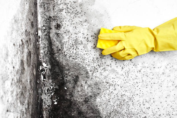 Best Mold Remediation  in Waynesboro, VA
