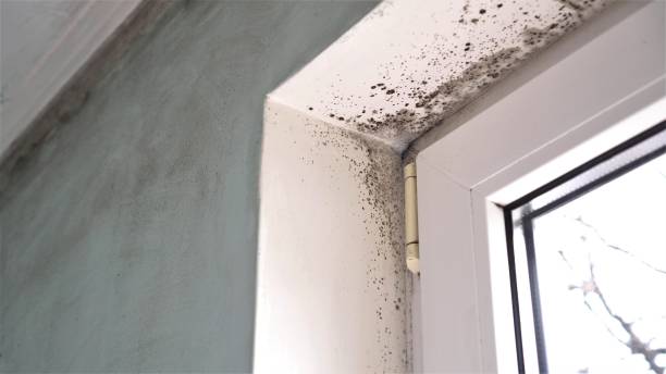 Best Attic Mold Removal  in Waynesboro, VA