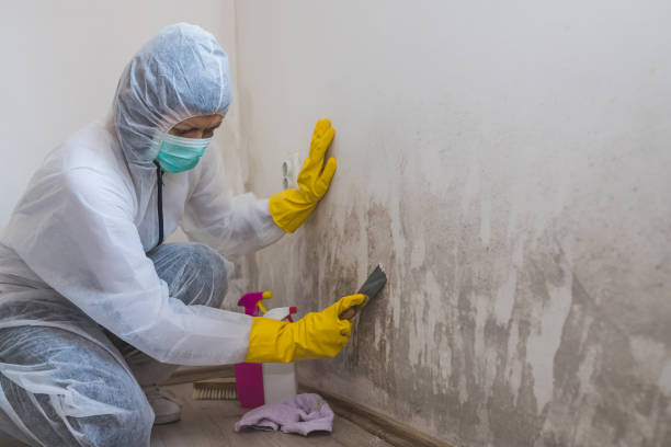 Best Local Mold Removal Service  in Waynesboro, VA