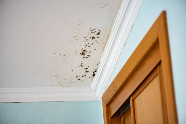 Best Mold Testing  in Waynesboro, VA