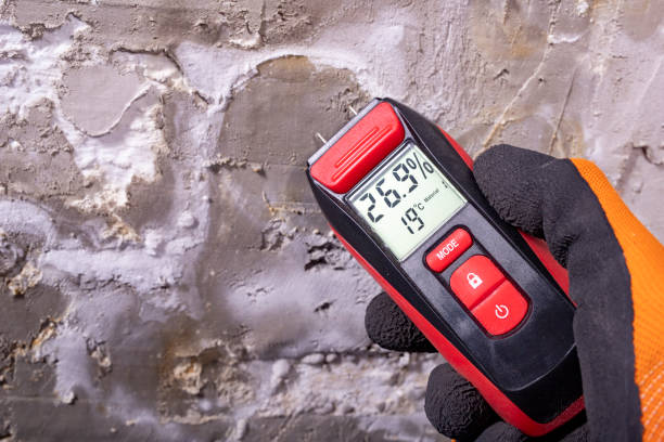 Best Professional Mold Removal  in Waynesboro, VA