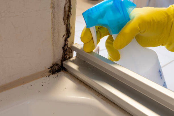 Best Attic Mold Removal  in Waynesboro, VA