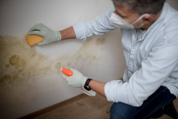 Best Mold Testing and Removal  in Waynesboro, VA
