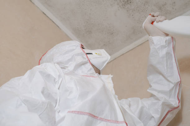 Best Home Mold Removal  in Waynesboro, VA