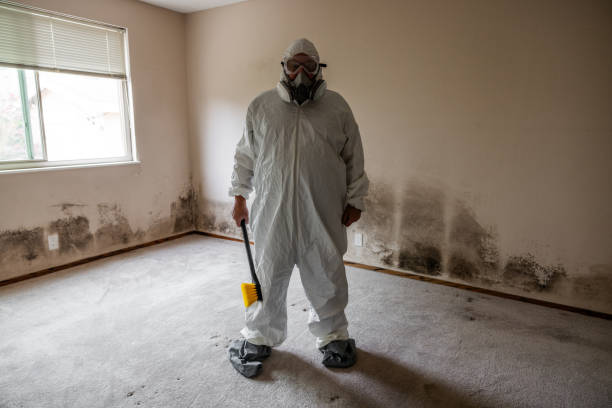 Best Mold Removal Company Near Me  in Waynesboro, VA