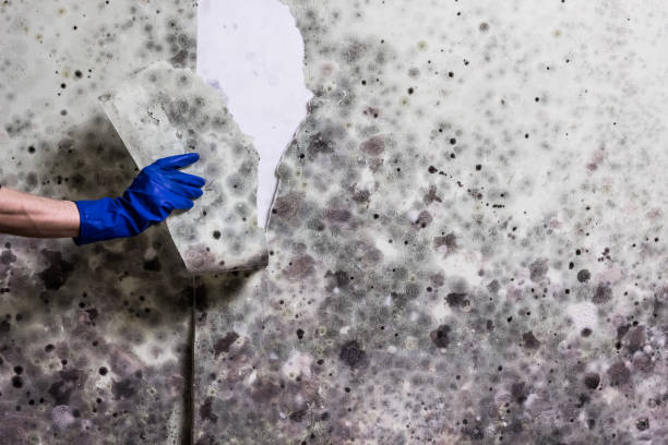 Best Mold Removal Near Me  in Waynesboro, VA