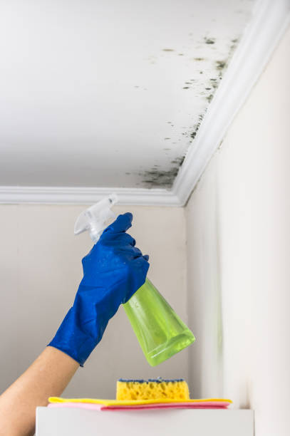 Best Crawl Space Mold Removal  in Waynesboro, VA